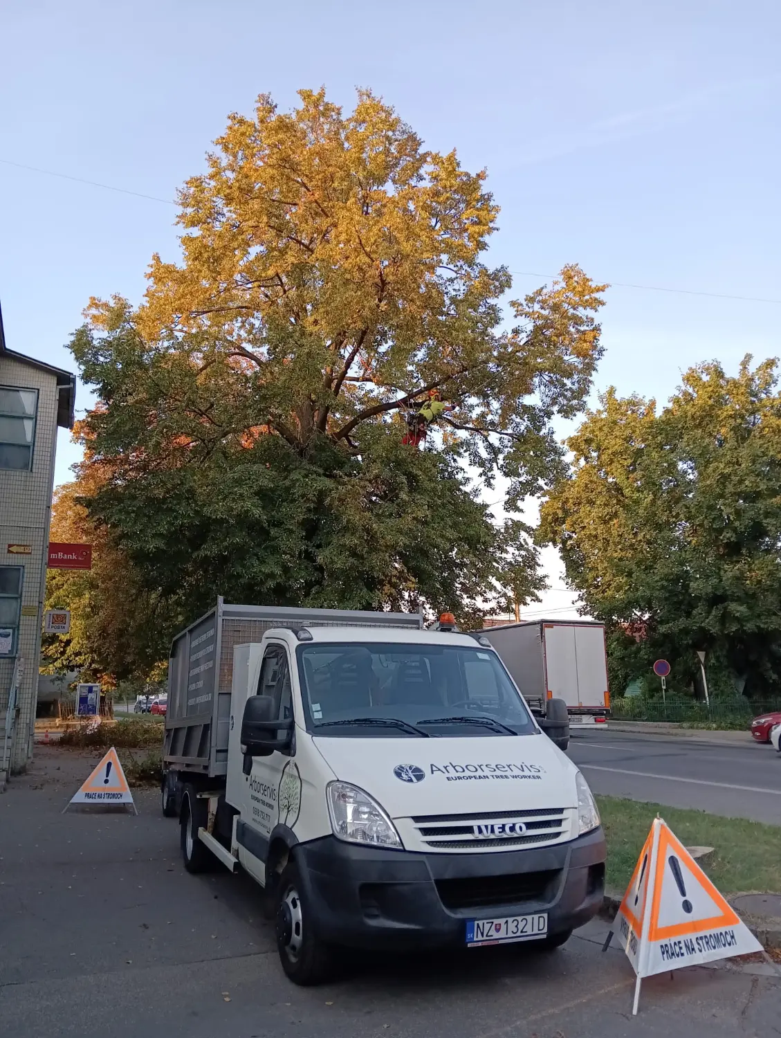 Certifikovaný arborista pri odbornom ošetrovaní stromu